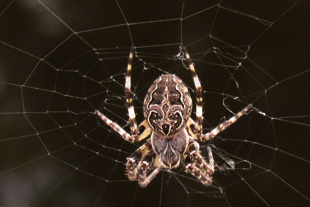 Spider at home von FLYFISHPIC. 