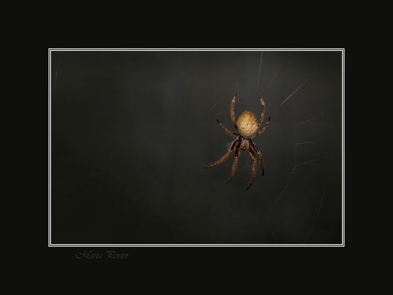 Spider at night