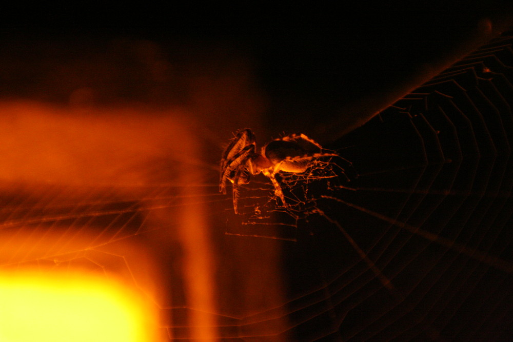 spider at night (Kamogawa-Imadegawa)