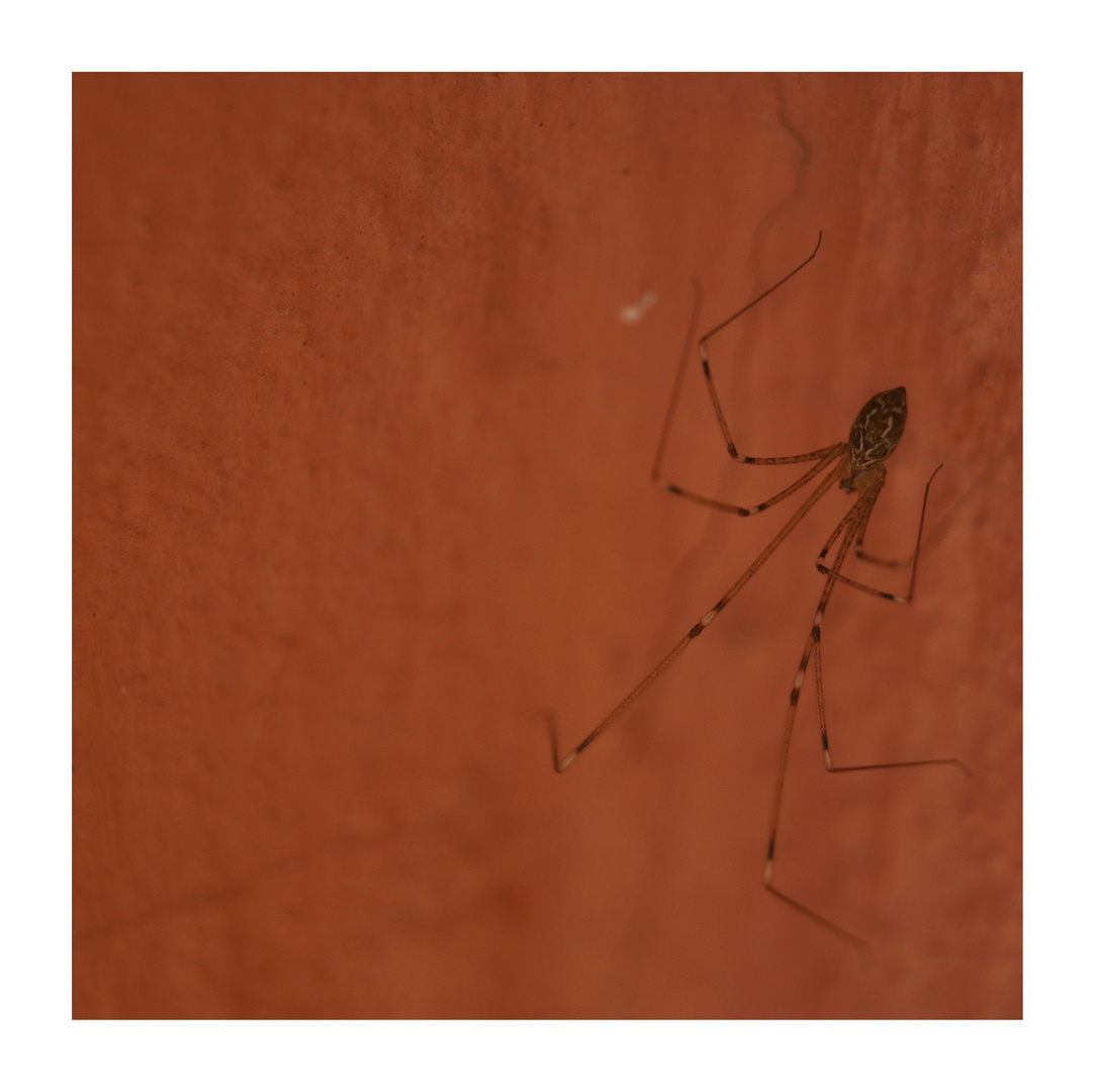 Spider at Wall