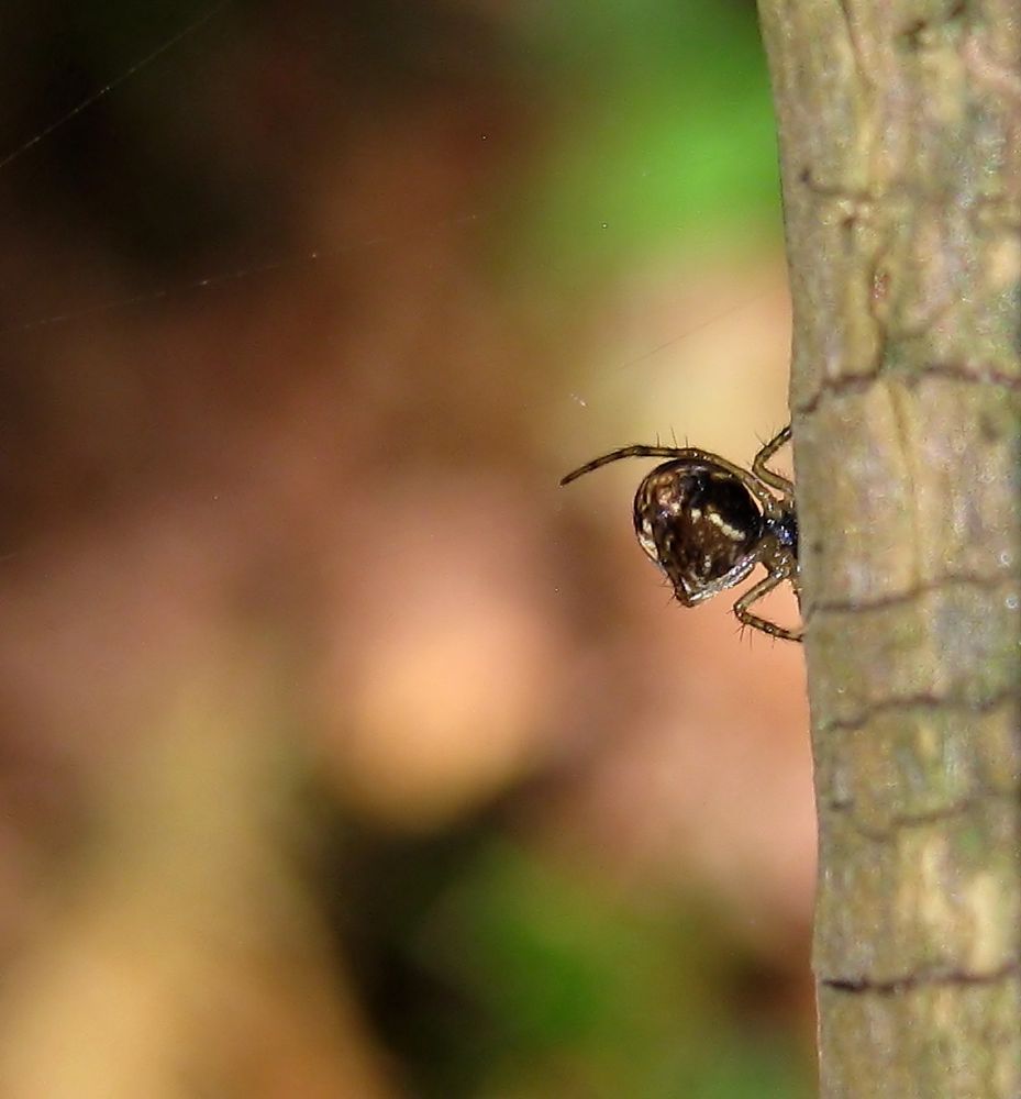 spider at work