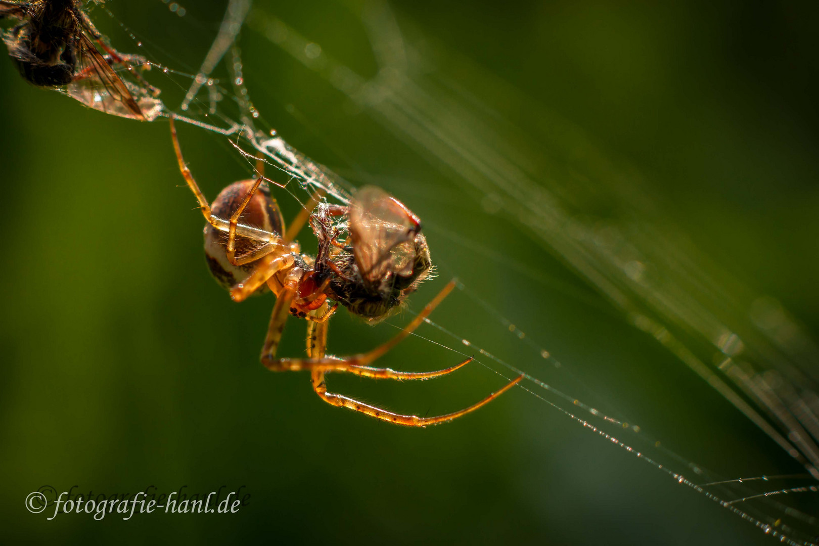 Spider at Work