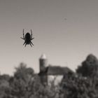 Spider