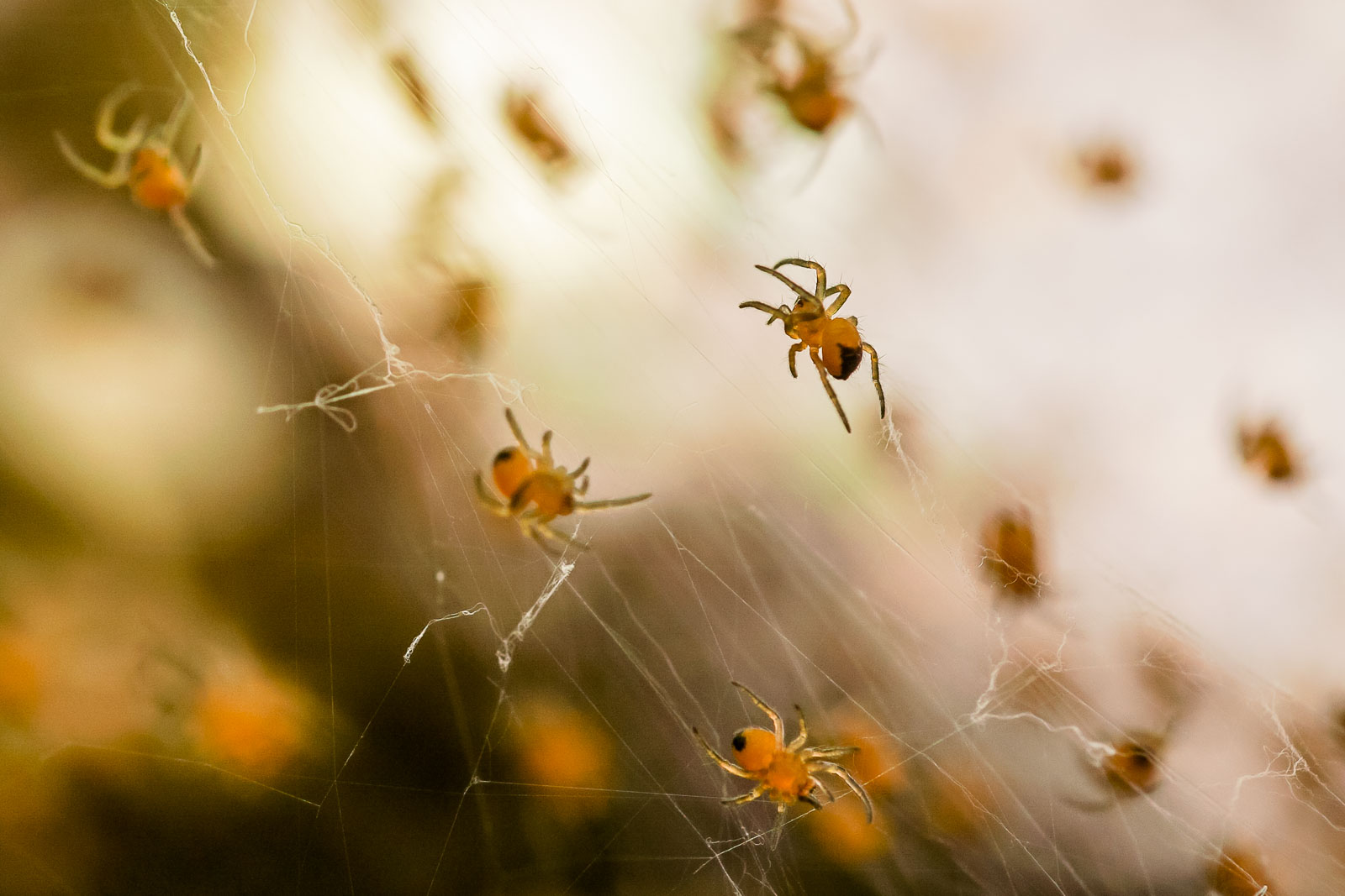 Spider babies - Spinnen Nachwuchs