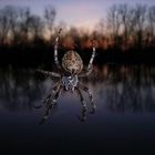 Spider before Sun falls!