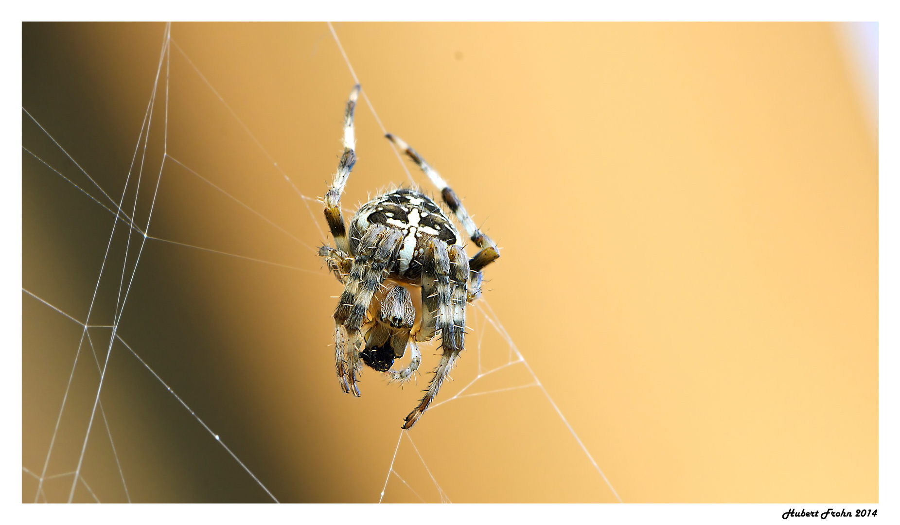 Spider beim Snack