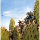 Spider between Cactus in Teotihuacán