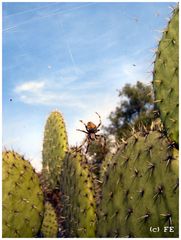 Spider between Cactus in Teotihuacán