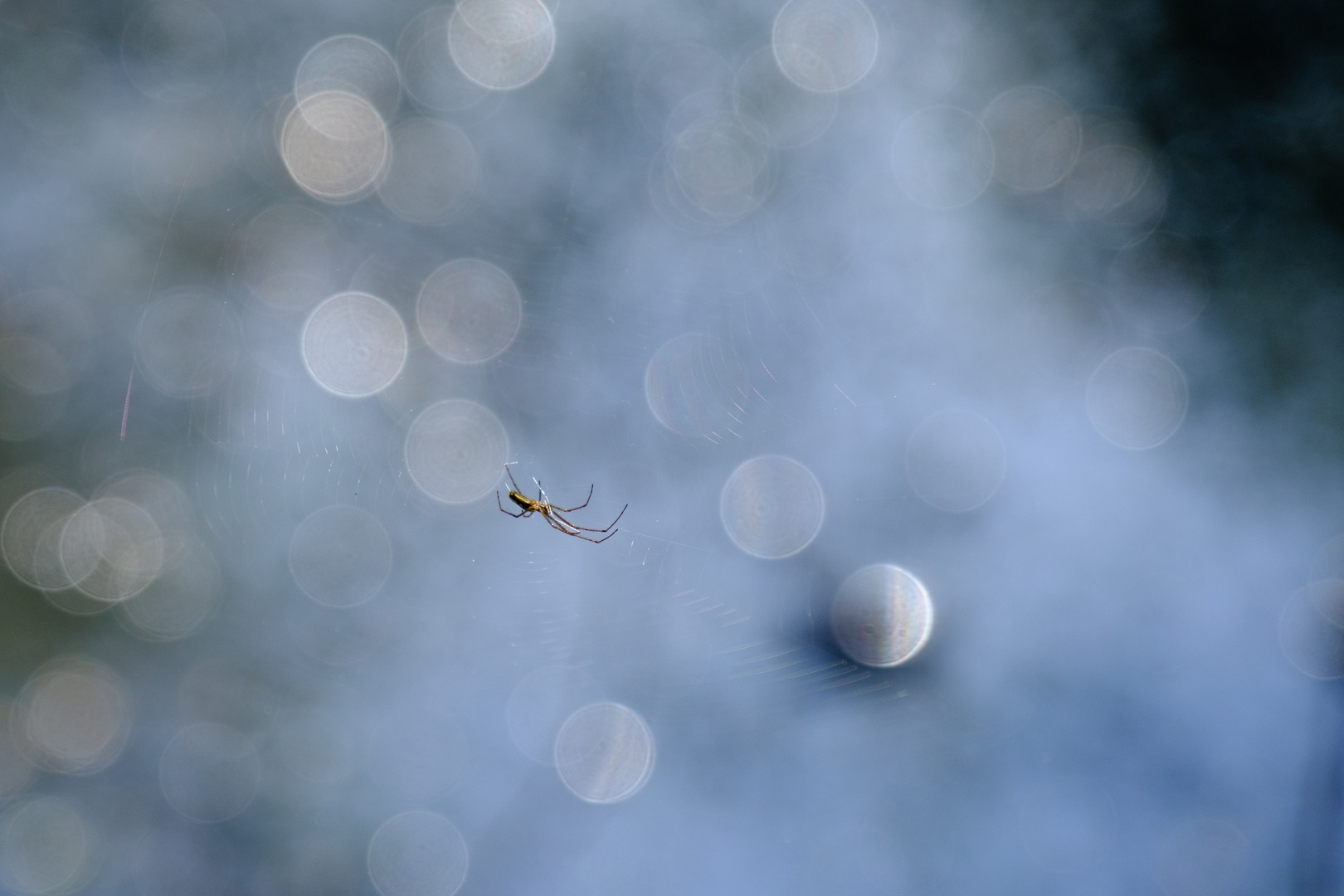 Spider Bokeh