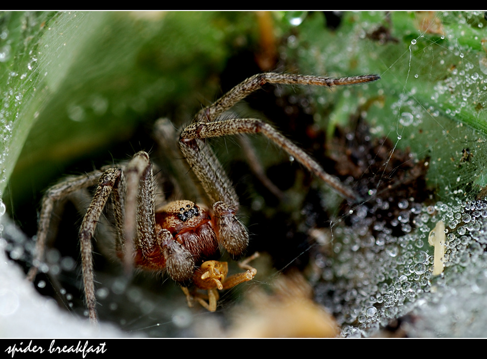 ~~ spider breakfast ~~