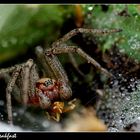 ~~ spider breakfast ~~