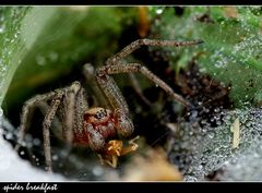 ~~ spider breakfast ~~