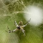 Spider Busy mending her web