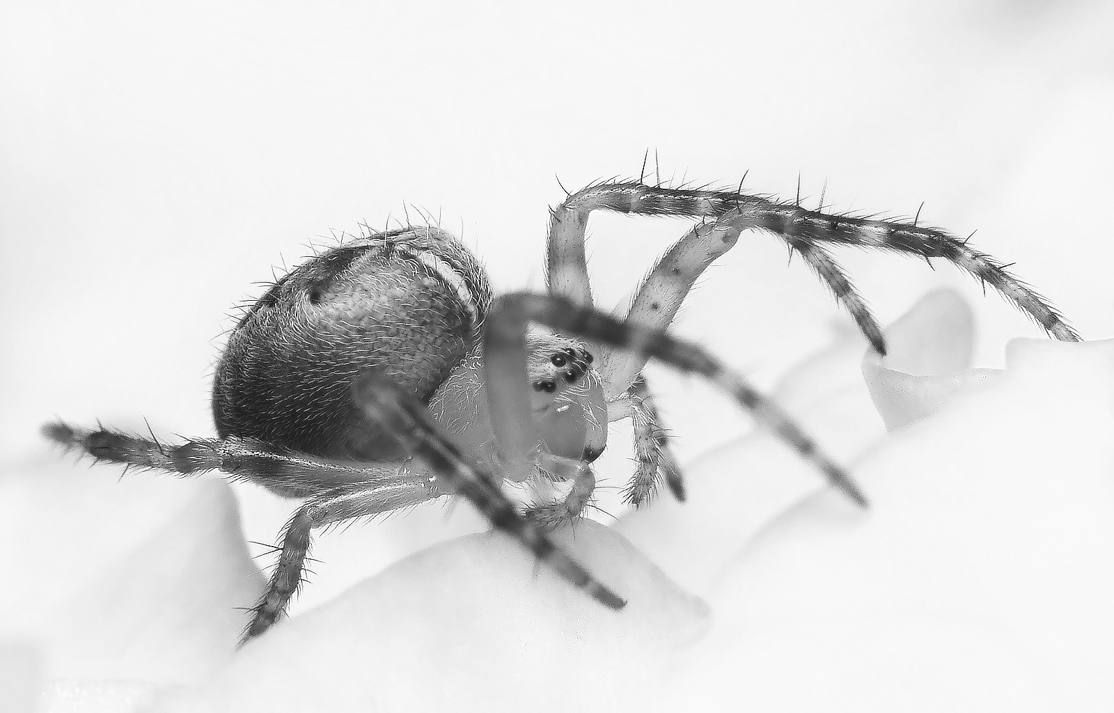 Spider - BW