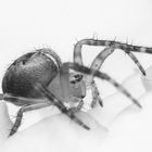 Spider - BW