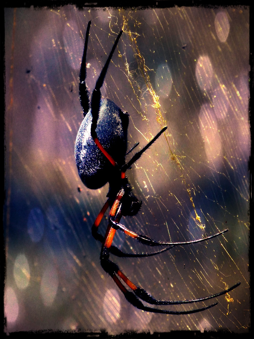 Spider