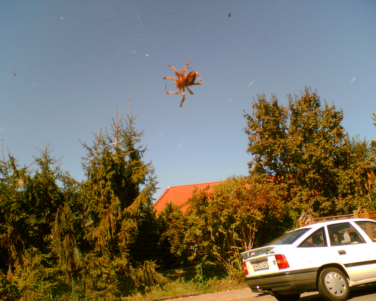 Spider