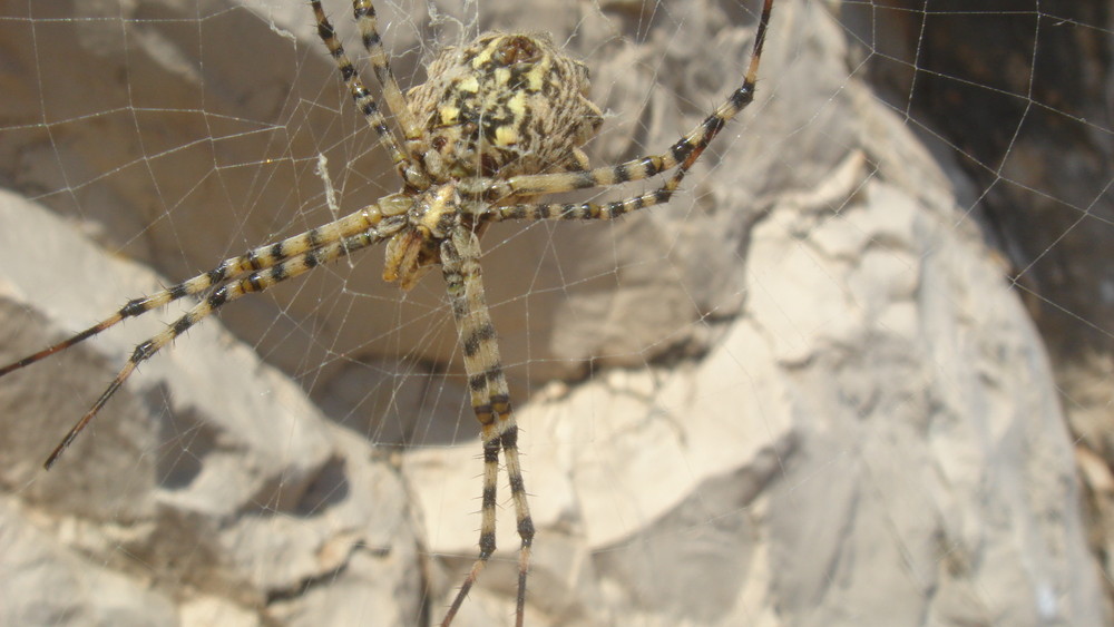 Spider, Capo Caccia, Sardinia