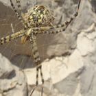 Spider, Capo Caccia, Sardinia