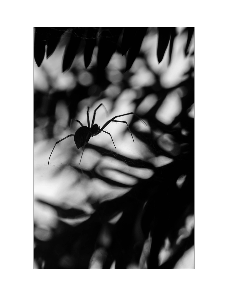 spider