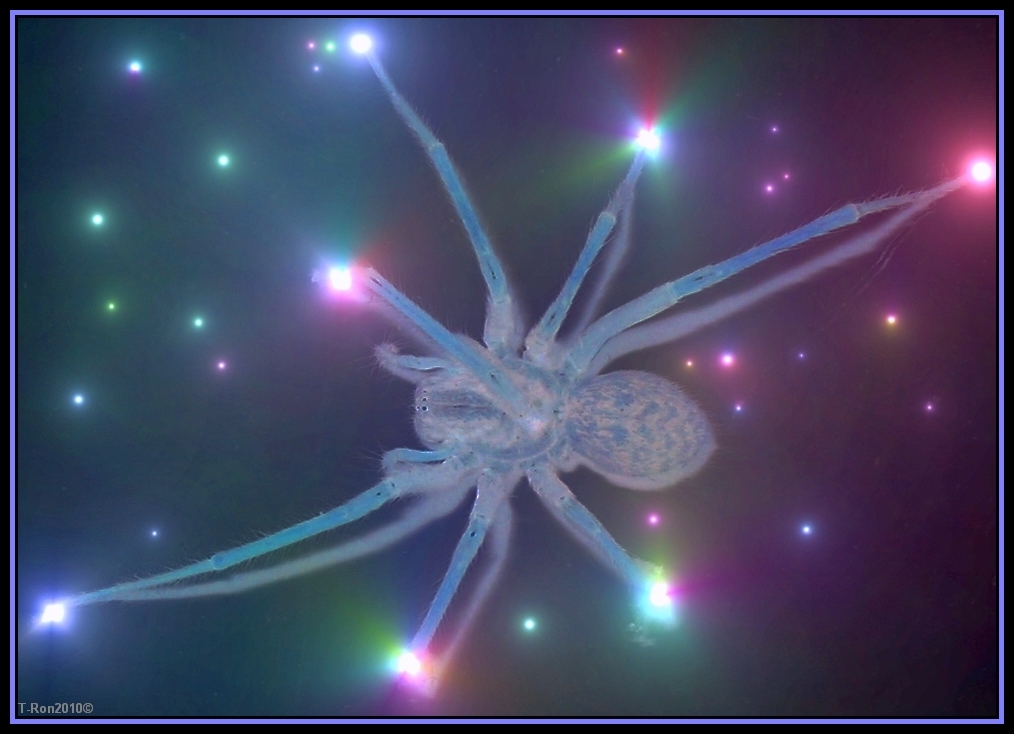 Spider Constellation