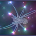 Spider Constellation