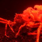 Spider Crab