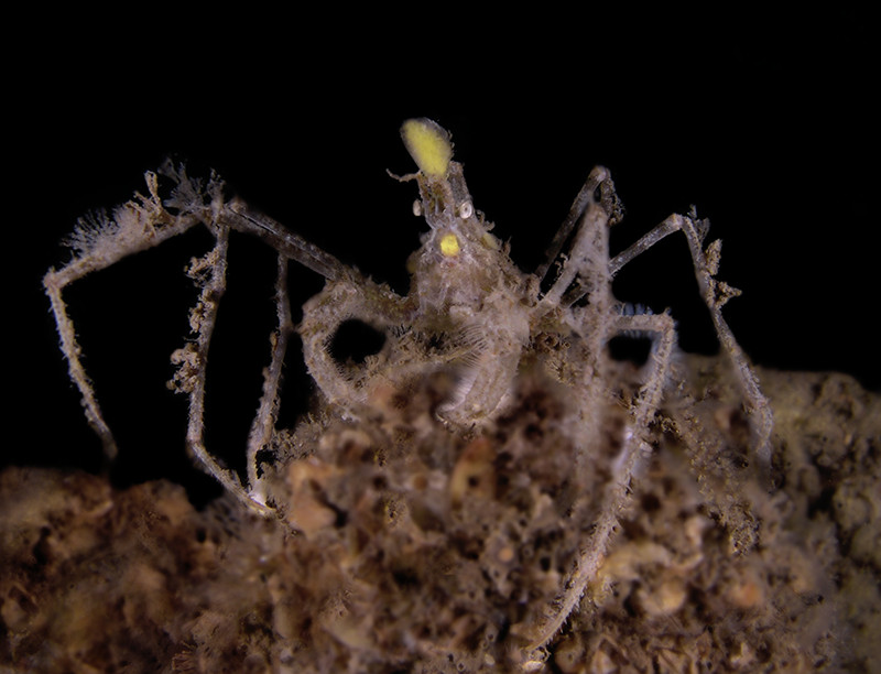 Spider Crab - nordische Seespinne