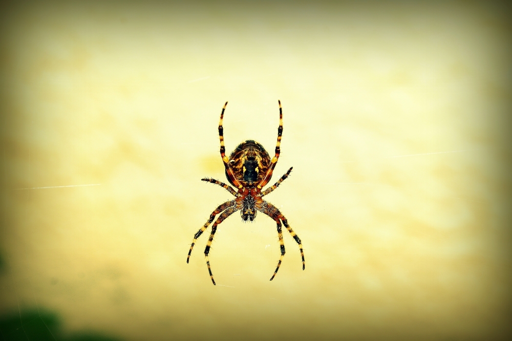 Spider