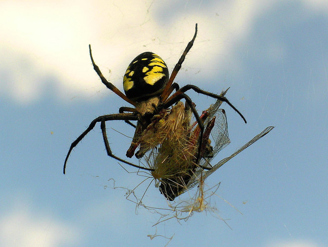 Spider Dinner