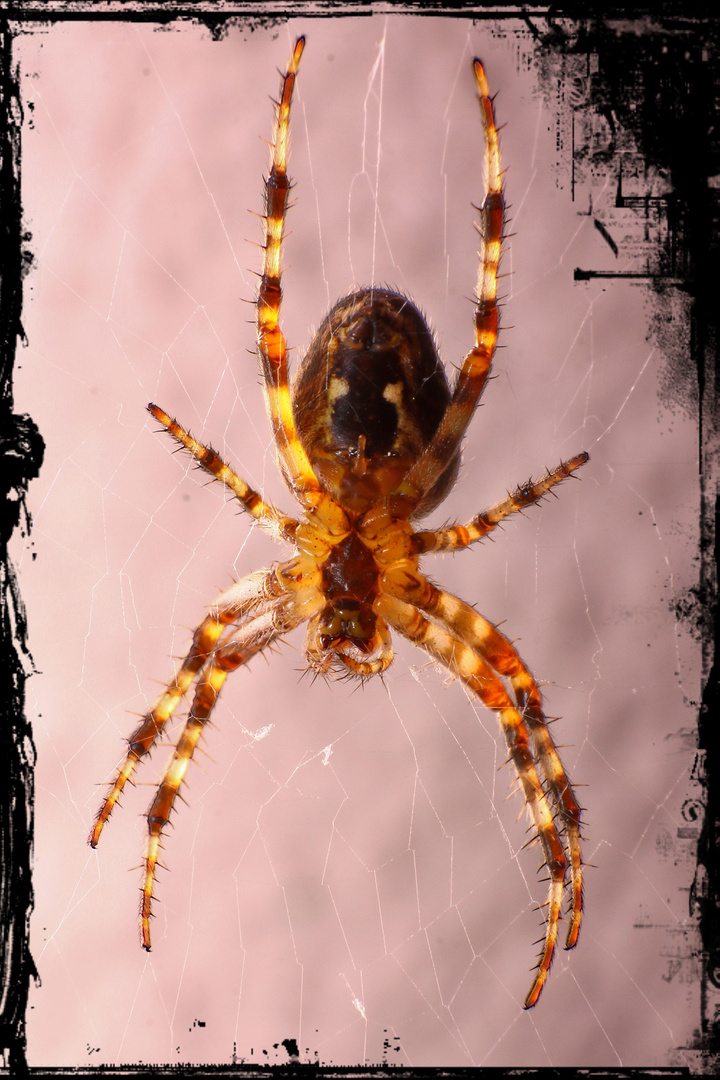 Spider