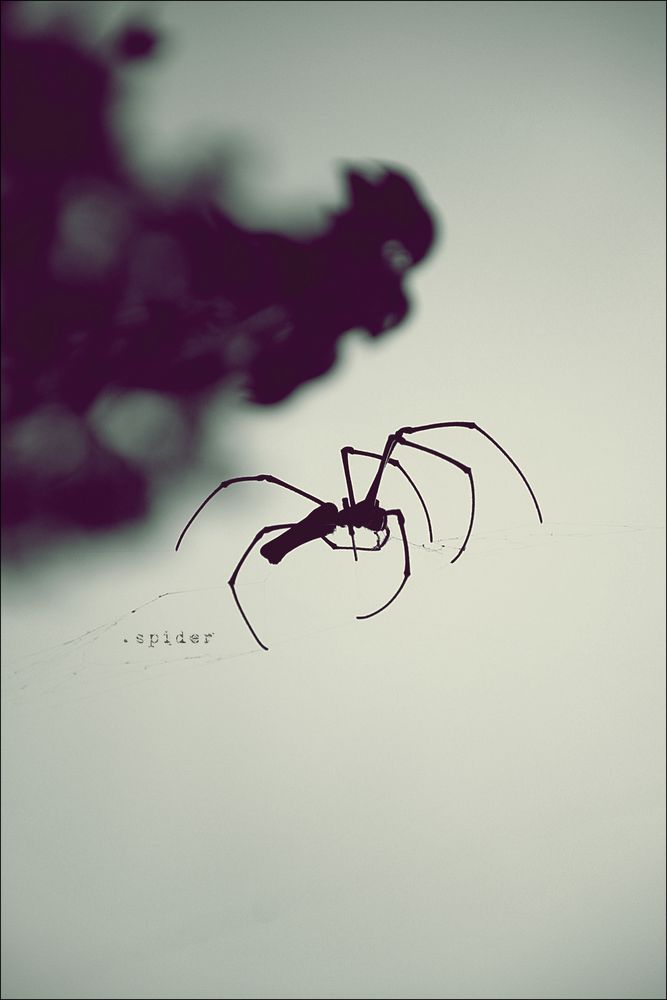 .spider