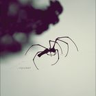 .spider