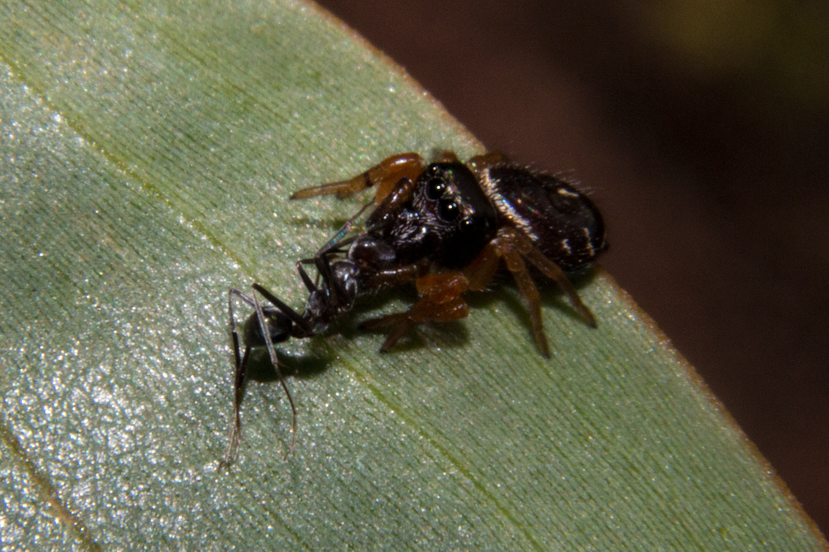 Spider eats ant