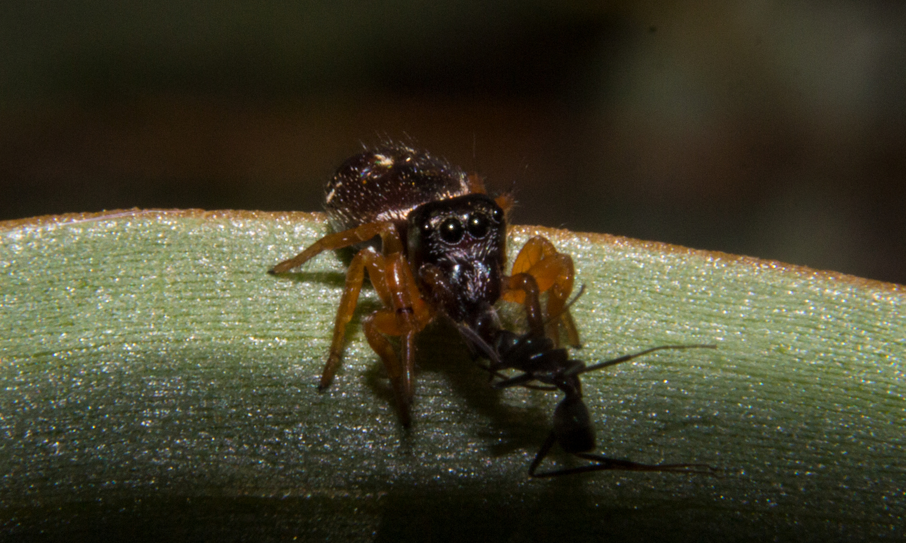 Spider eats ant