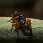 Spider eats ant