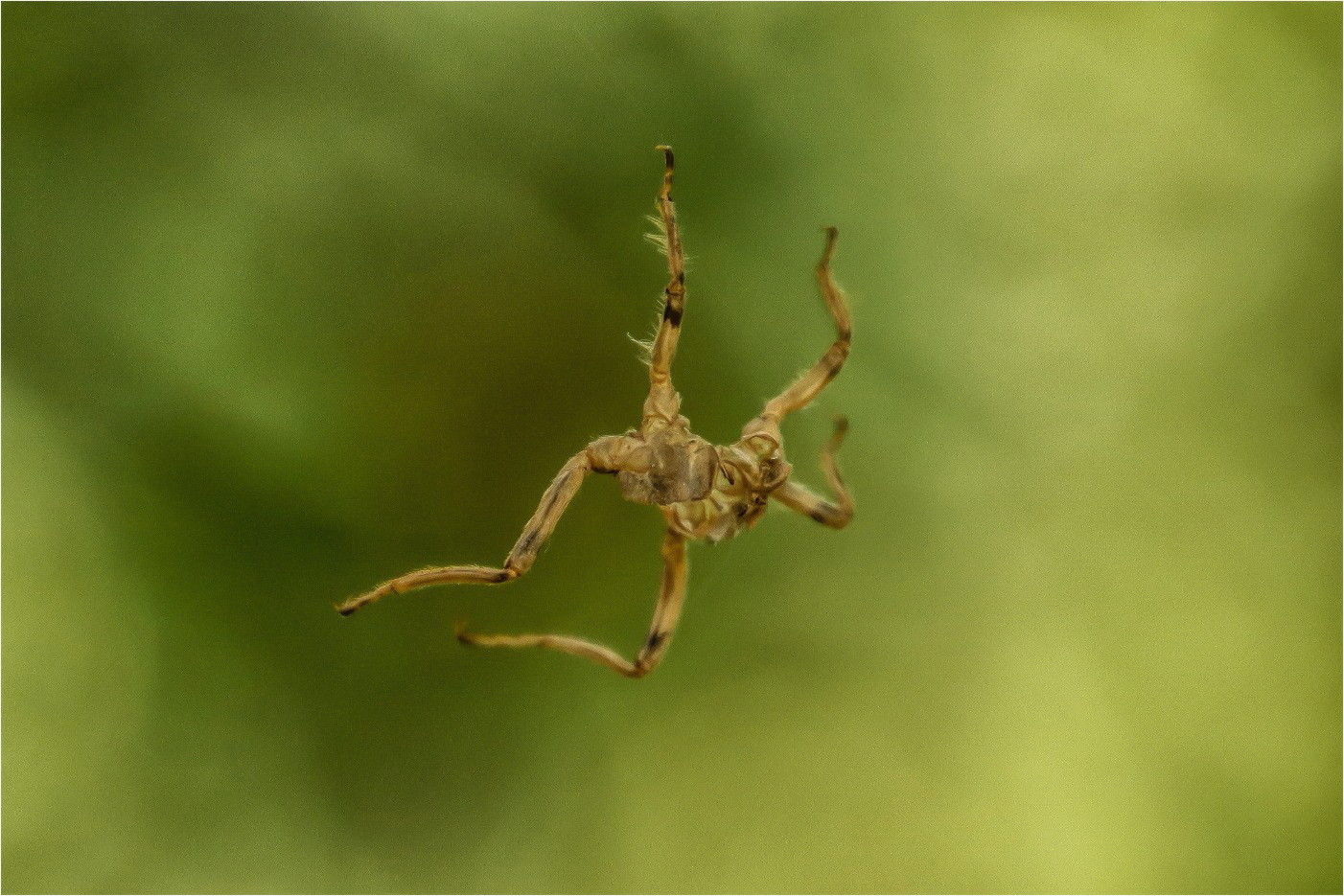 Spider 