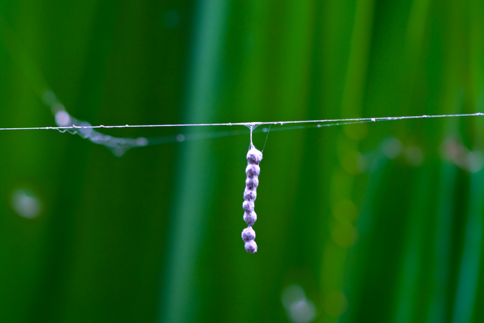 SPIDER EGGS