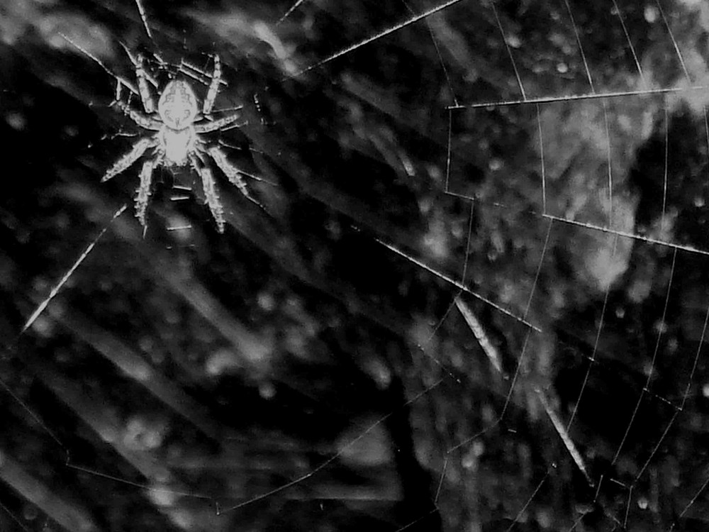 spider