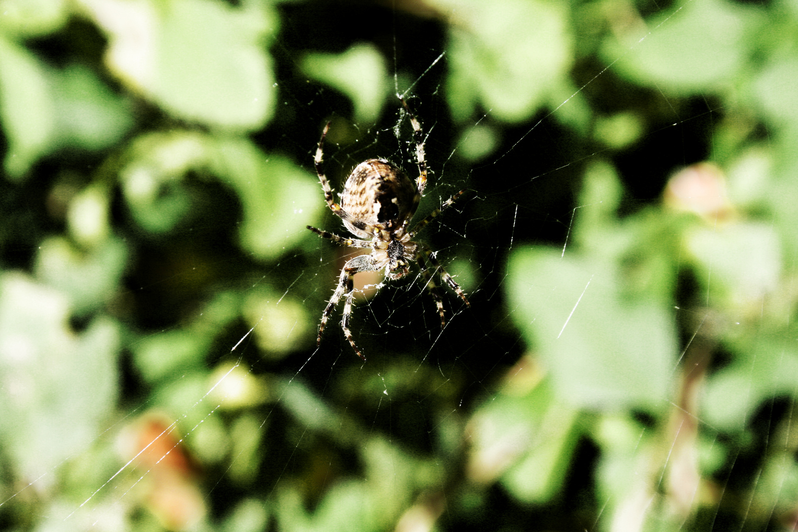 Spider