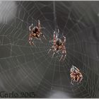 Spider family
