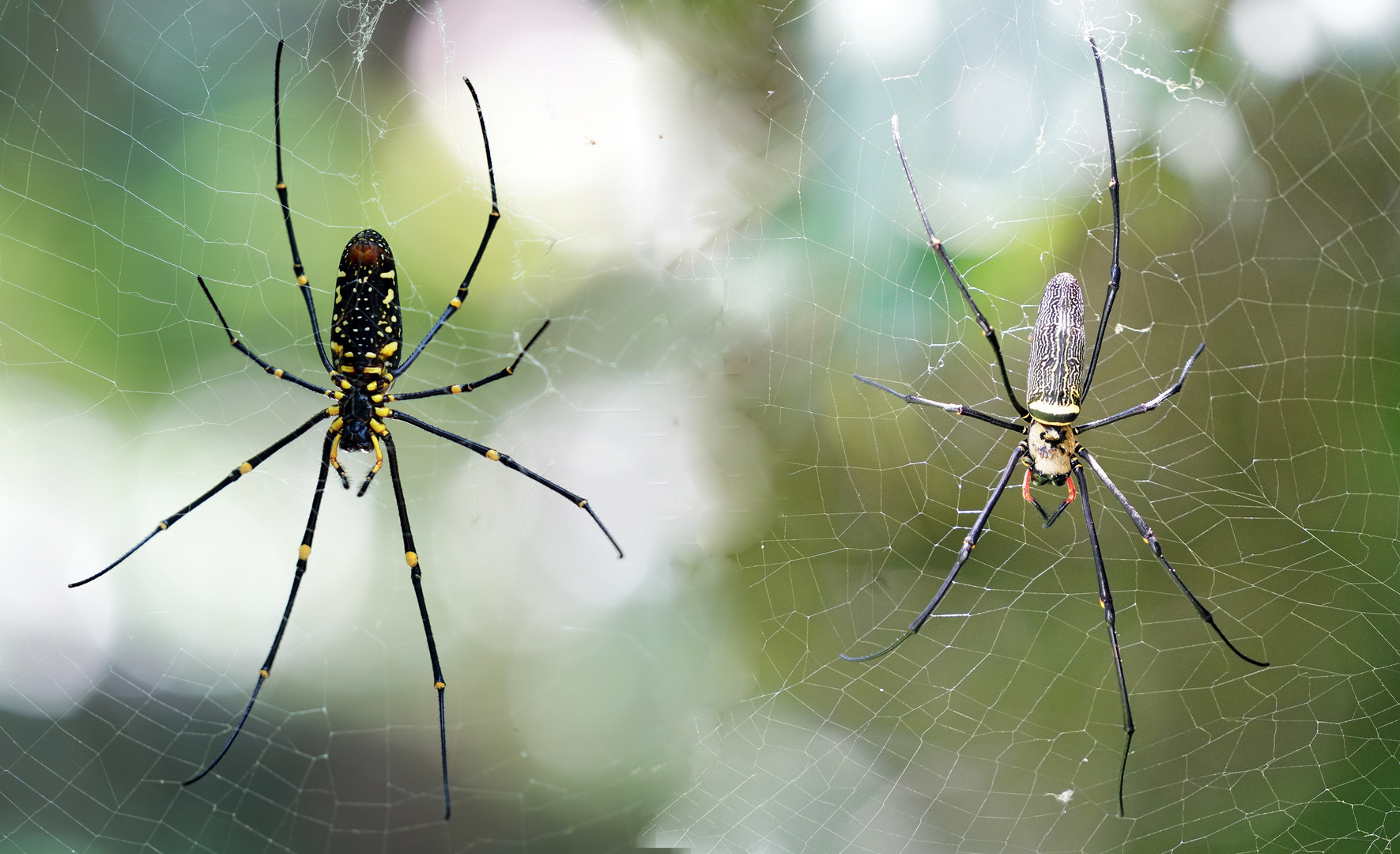 Spider Fashionshow