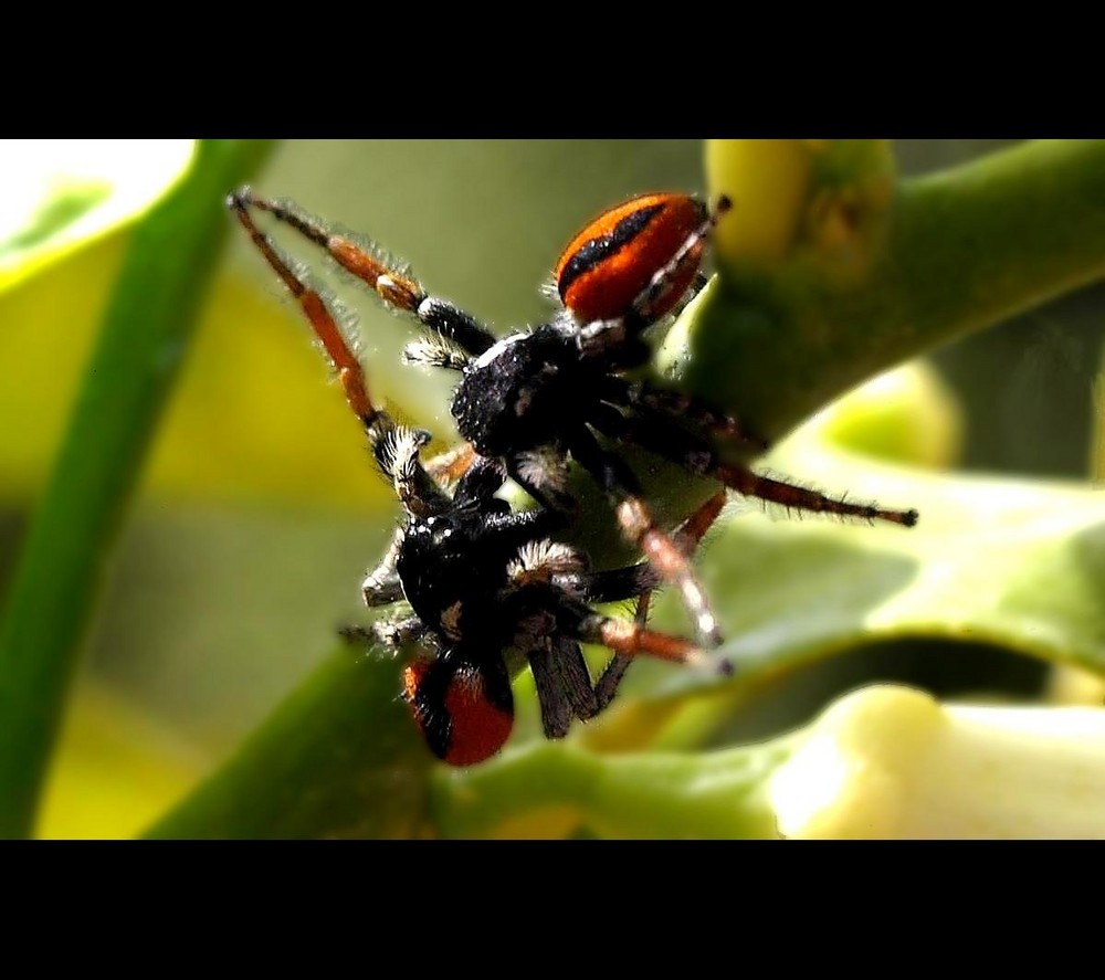 Spider Fighting