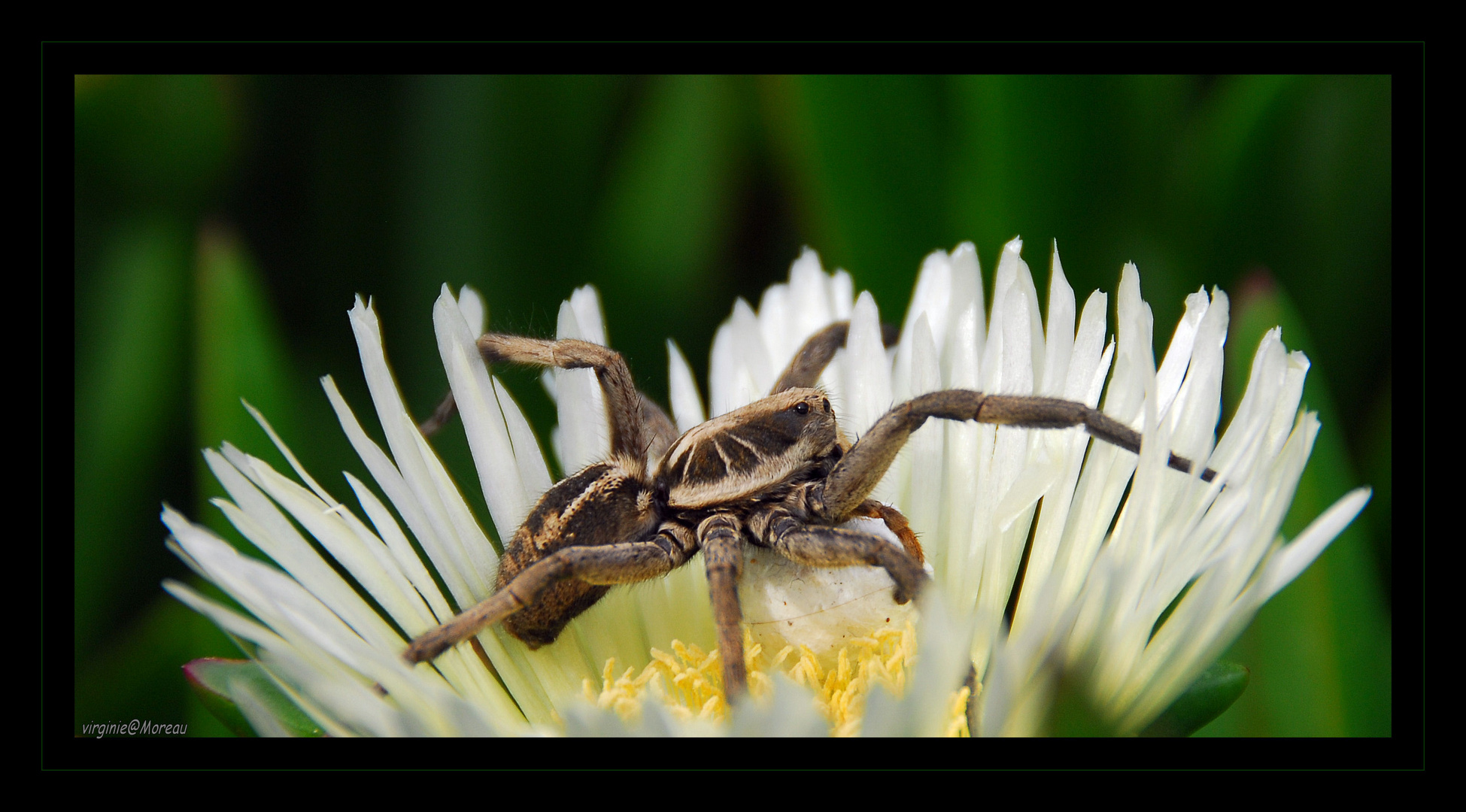 Spider flower