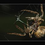 Spider - Food (Reload)