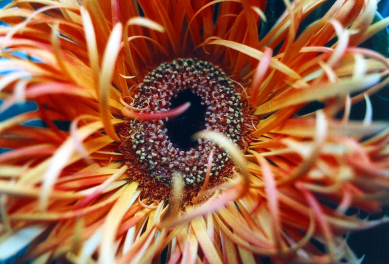 Spider-Gerbera