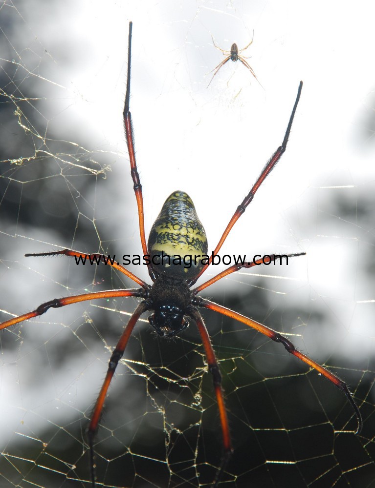 Spider Giving Birth