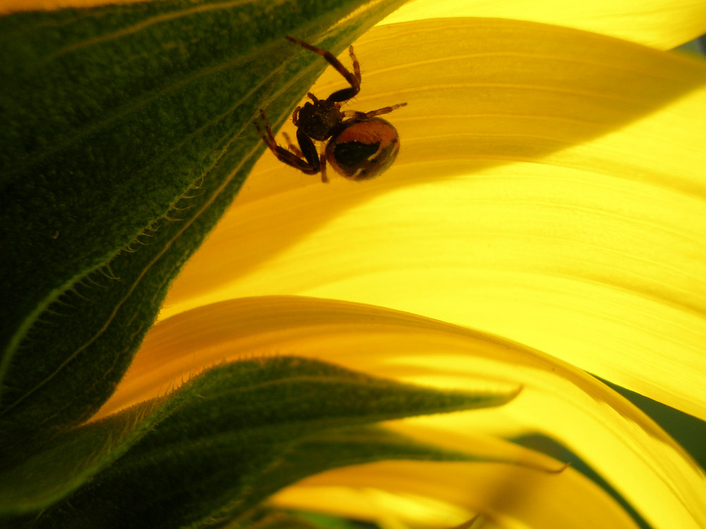 spider goes for a walk...sunflower is ticklish!