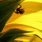 spider goes for a walk...sunflower is ticklish!