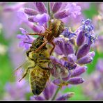 Spider grabs bee